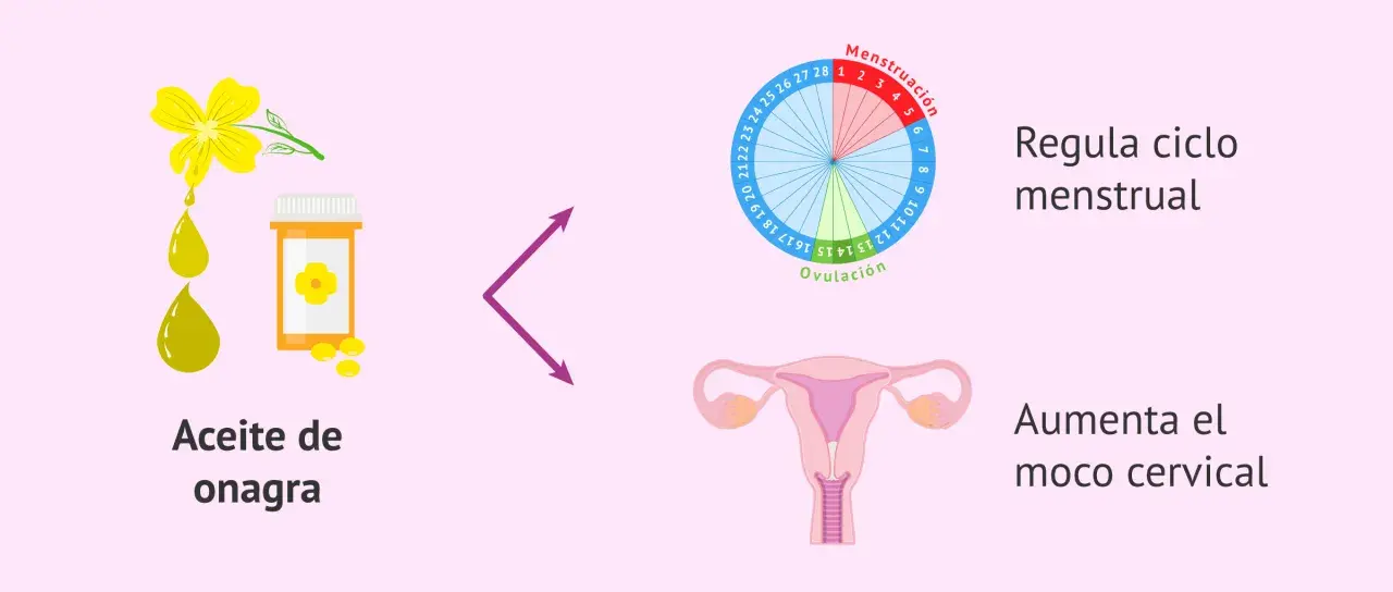 Aceite de onagra para regular la regla. Ayuda a regular el ciclo menstrual y aumenta el moco cervical.