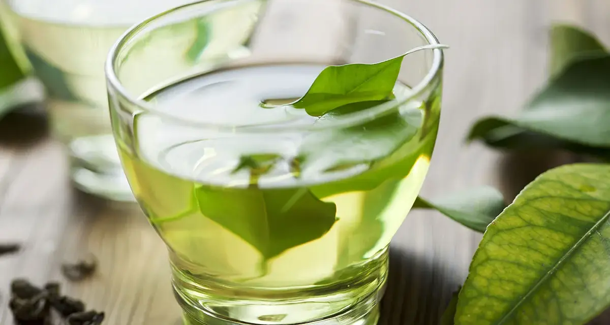 Té verde con hojas frescas, una hierba efectiva para quedar embarazada.