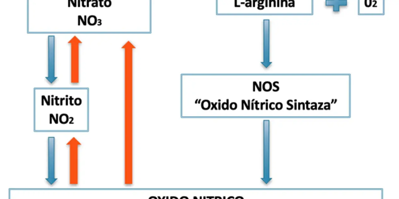 Diagrama muestra la síntesis de óxido nítrico a partir de L-arginina y O2 por la enzima NOS, y la interconversión de nitrato y nitrito.