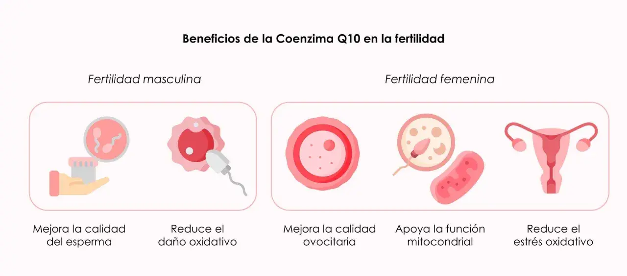 La coenzima Q10 para que sirve en mujeres: mejora ovocitos, apoya mitocondrias y reduce estrés oxidativo, clave para la fertilidad femenina.