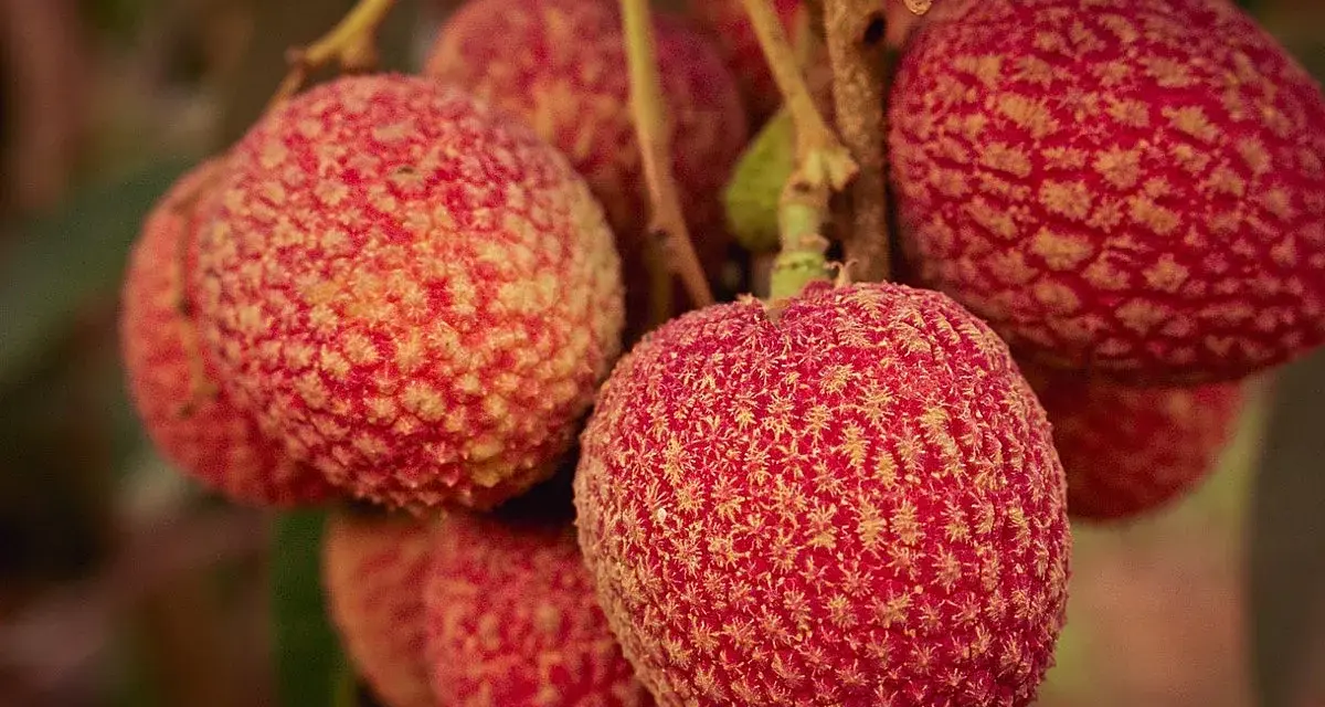 Racimos de lichi fruta, con su piel rugosa y rojiza, cuelgan de una rama.