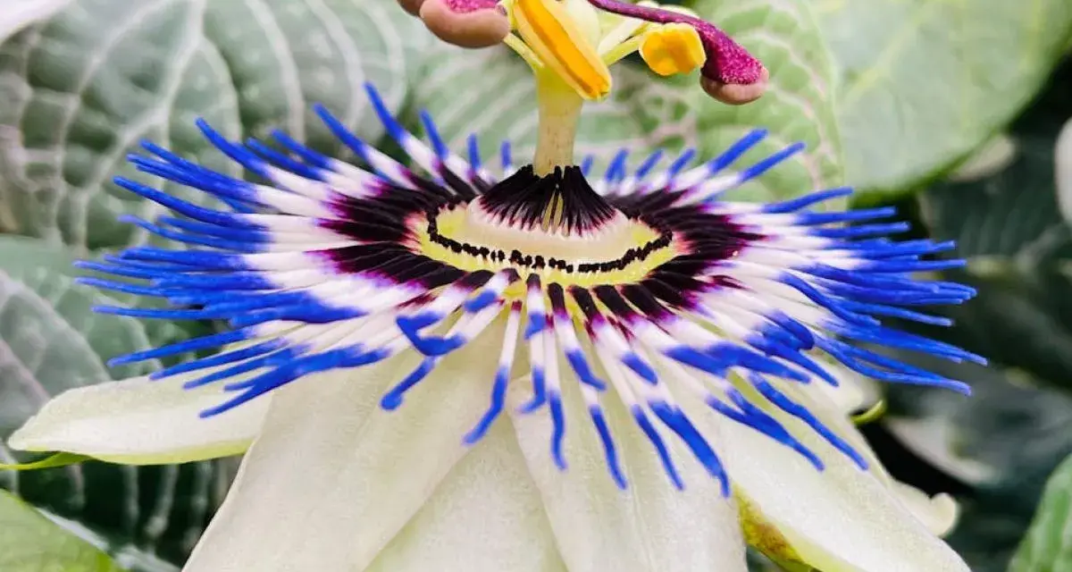 Flor de pasiflora, con sus vibrantes pétalos blancos y azules, evoca la calma y las propiedades relajantes de esta planta.