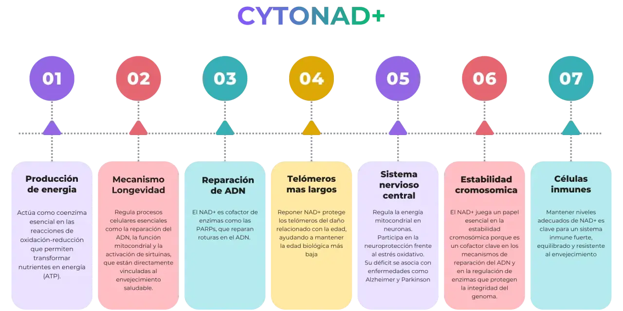 El nicotinamida adenina dinucleótido (NAD+) es crucial para la producción de energía, longevidad, reparación del ADN, telómeros largos, sistema nervioso, estabilidad cromosómica y células inmunes.