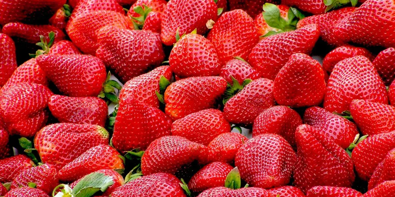 Un montón de fresas rojas y jugosas, deliciosos alimentos con mucha fibra, listas para disfrutar.
