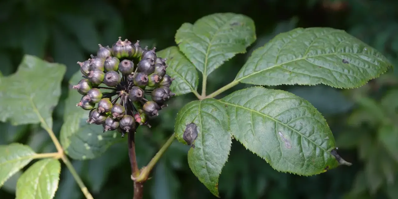 Racimo de bayas oscuras y hojas verdes de ginseng siberiano.