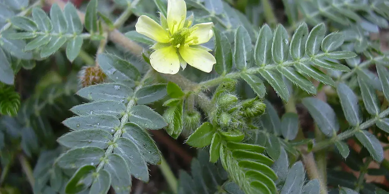 Planta de tribulus terrestris con flor amarilla. Se usa en mujeres para bienestar.