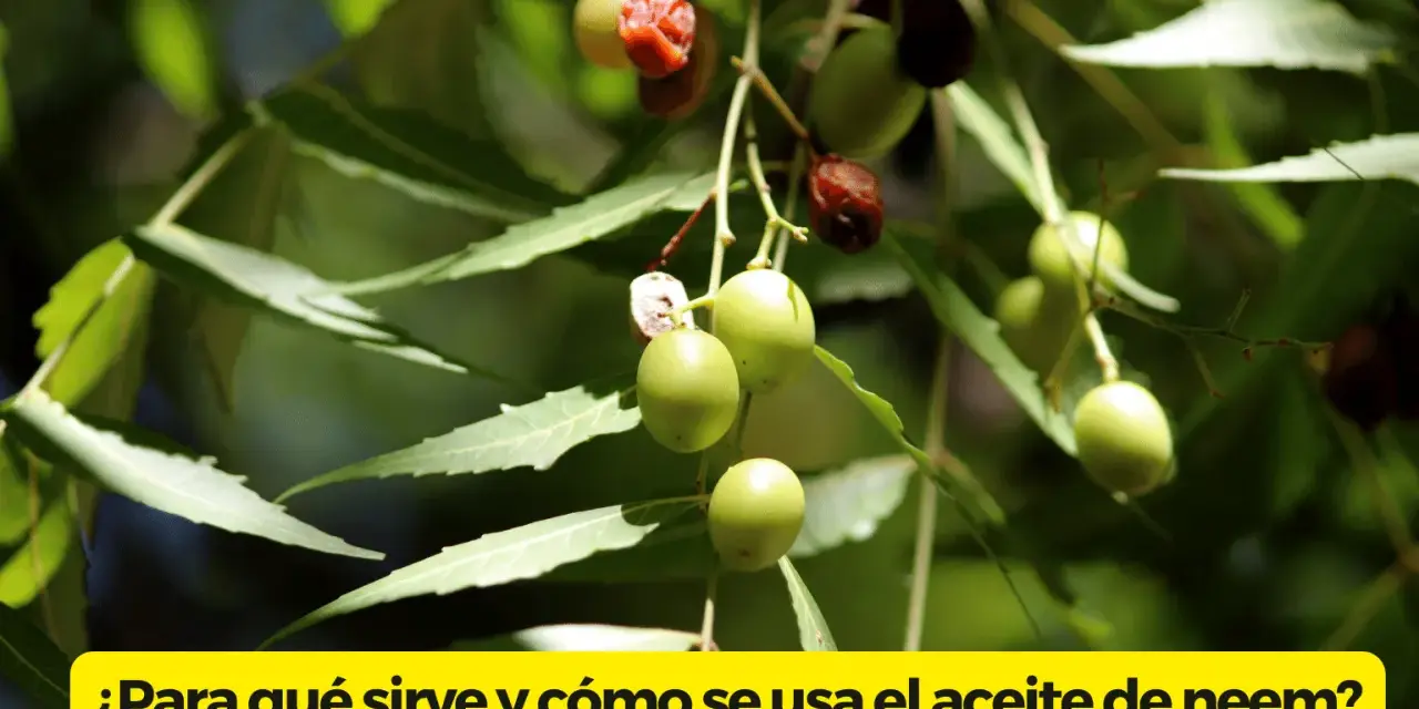 Ramitas con hojas verdes y frutos de neem, algunos verdes y otros rojizos, listos para extraer el aceite de neem.