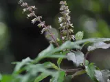 Flores delicadas y hojas de albahaca sagrada, con tallos púrpuras y un fondo oscuro y difuminado.