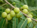 Amla, conocida por sus propiedades beneficiosas, cuelga de una rama con sus frutos verdes y hojas plumosas.