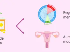 Aceite de onagra, que ayuda a regular el ciclo menstrual y aumenta el moco cervical.
