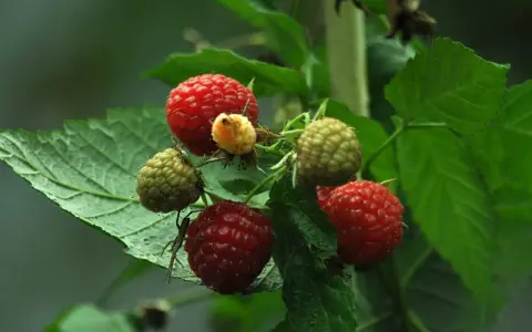 Frambuesas maduras y verdes en una rama. El té de frambuesa es popular durante el embarazo.