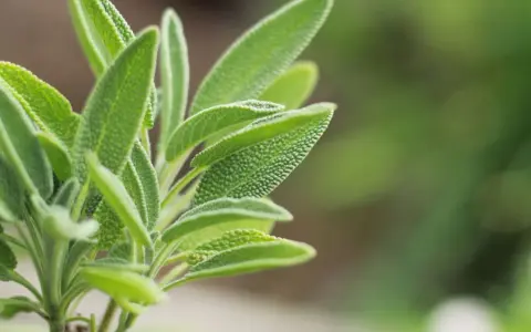 Primer plano de hojas de salvia, una planta conocida por sus usos medicinales y culinarios.