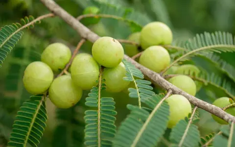 Amla, conocida por sus propiedades beneficiosas, cuelga de una rama con sus frutos verdes y hojas plumosas.