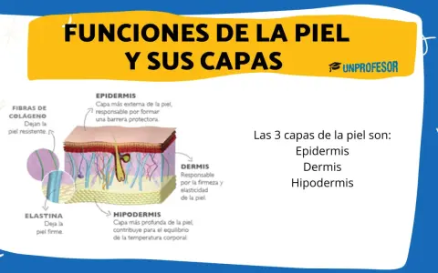 Ilustración detallada de las capas de la piel: epidermis, dermis e hipodermis, explicando sus funciones y componentes como colágeno y elastina.