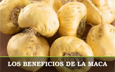Raíces de maca amarillas, un superalimento natural que puede ayudar con la maca menopausia.