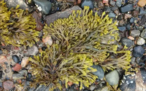 Algas fucus sobre rocas. El fucus para que sirve: es un alga marina rica en nutrientes, usada en alimentación y cosmética.