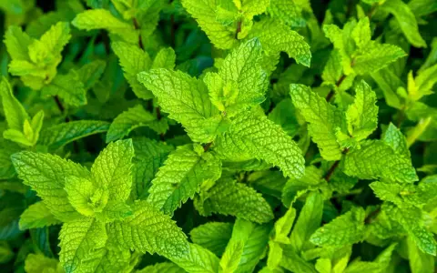 Primer plano de hojas verdes vibrantes, mostrando varios tipos de menta en su exuberante crecimiento.