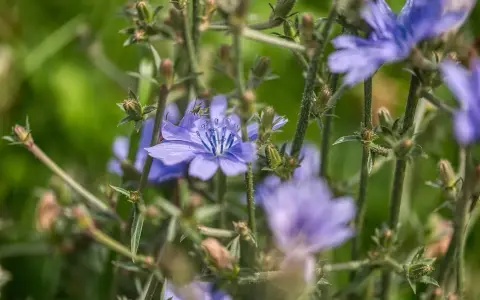Flores de achicoria azul vibrante, con tallos verdes y brotes. Considera las contraindicaciones de la achicoria antes de su uso.