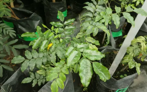Planta joven de bálsamo de Perú en maceta negra, con hojas verdes y un toque amarillo.