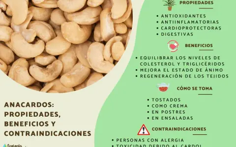Anacardos: propiedades, beneficios y contraindicaciones. Ayudan a equilibrar el colesterol, siendo un snack saludable, incluso para quienes manejan la diabetes.