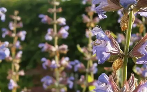 Flores de salvia morada, ideales para aprender como tomar salvia para la menopausia y aliviar sus síntomas.