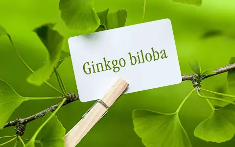 Hojas de ginkgo biloba, árbol conocido por sus beneficios para la memoria y circulación. ¿Para qué sirve el ginkgo biloba?