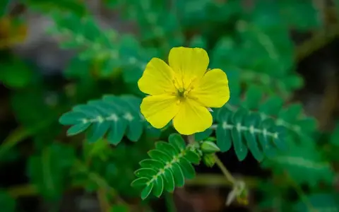 Flor amarilla de tribulus terrestris, planta conocida por sus usos medicinales.
