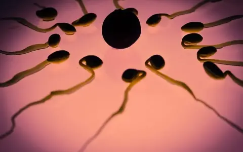 Espermatozoides rodeando un óvulo. El zinc es clave para la fertilidad y para quedar embarazada.