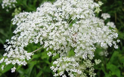 Umbelas de flores blancas, similares a las del dong quai, se abren en un campo verde.