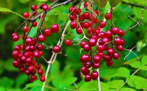 Racimos de bayas rojas brillantes, como las de la schisandra, que sirven para potenciar la vitalidad y el bienestar.