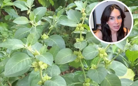 Planta de ashwagandha, conocida por sus ashwagandha beneficios para la mujer, como el manejo del estrés y la mejora del bienestar.