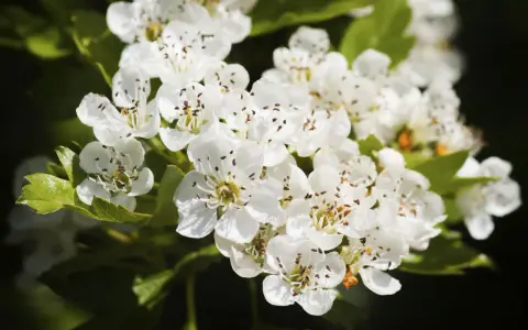 Flores blancas de espino blanco, conocidas por sus propiedades medicinales, adornan un fondo oscuro.