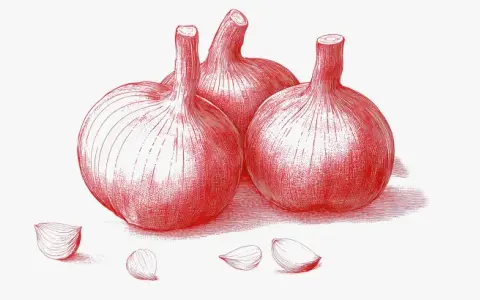 Ilustración de ajos y dientes de ajo. Considera las contraindicaciones del ajo negro antes de su consumo.