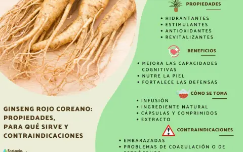 Raíces de ginseng rojo coreano. Descubre para qué sirve el ginseng, sus propiedades, beneficios y contraindicaciones.