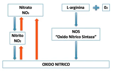 Diagrama muestra la síntesis de óxido nítrico a partir de L-arginina y O2 por la enzima NOS, y la interconversión de nitrato y nitrito.