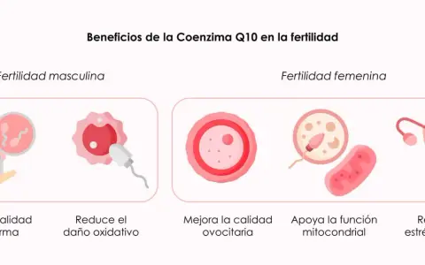 La coenzima Q10 para que sirve en mujeres: mejora ovocitos, apoya mitocondrias y reduce estrés oxidativo, clave para la fertilidad femenina.