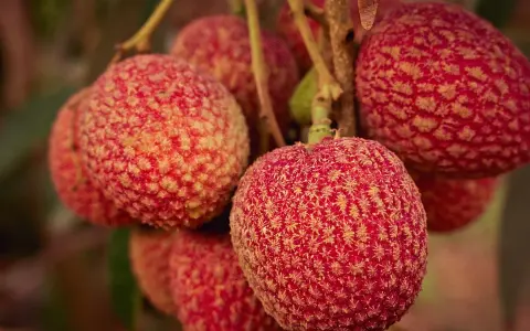 Racimos de lichi fruta, con su piel rugosa y rojiza, cuelgan de una rama.