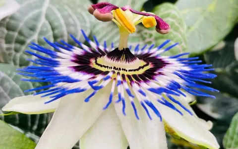 Flor de pasiflora, con sus vibrantes pétalos blancos y azules, evoca la calma y las propiedades relajantes de esta planta.