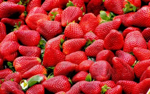 Un montón de fresas rojas y jugosas, deliciosos alimentos con mucha fibra, listas para disfrutar.