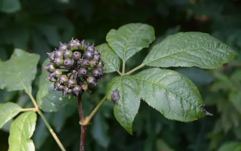 Racimo de bayas oscuras y hojas verdes de ginseng siberiano.