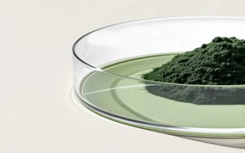 Polvo verde oscuro de espirulina y chlorella en una placa de Petri con líquido verde. Descubre para qué sirve la espirulina y chlorella.