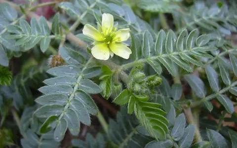 Planta de tribulus terrestris con flor amarilla. Se usa en mujeres para bienestar.