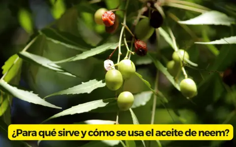 Ramitas con hojas verdes y frutos de neem, algunos verdes y otros rojizos, listos para extraer el aceite de neem.