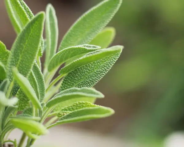 Primer plano de hojas de salvia, una planta conocida por sus usos medicinales y culinarios.