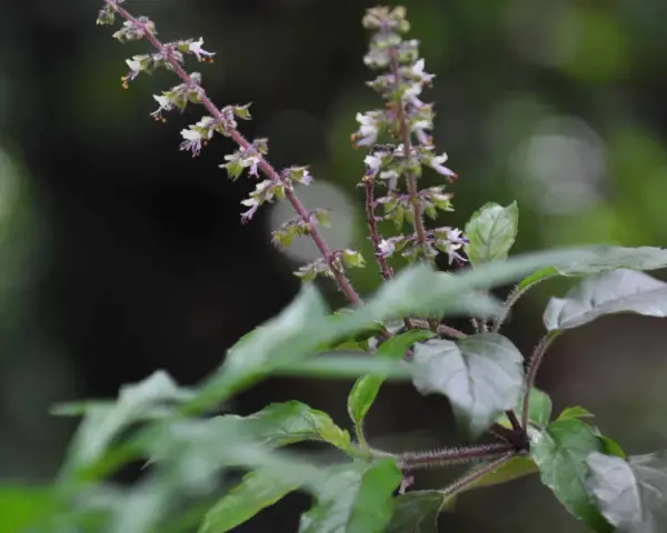 Flores delicadas y hojas de albahaca sagrada, con tallos púrpuras y un fondo oscuro y difuminado.