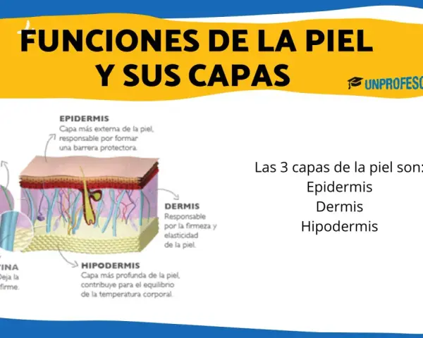Ilustración detallada de las capas de la piel: epidermis, dermis e hipodermis, explicando sus funciones y componentes como colágeno y elastina.