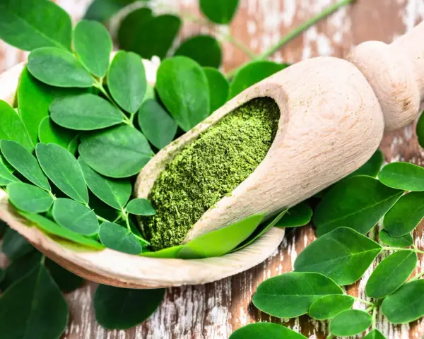 Cuchara de madera con polvo de moringa y hojas frescas. Descubre los moringa beneficios para la mujer, un tesoro natural.