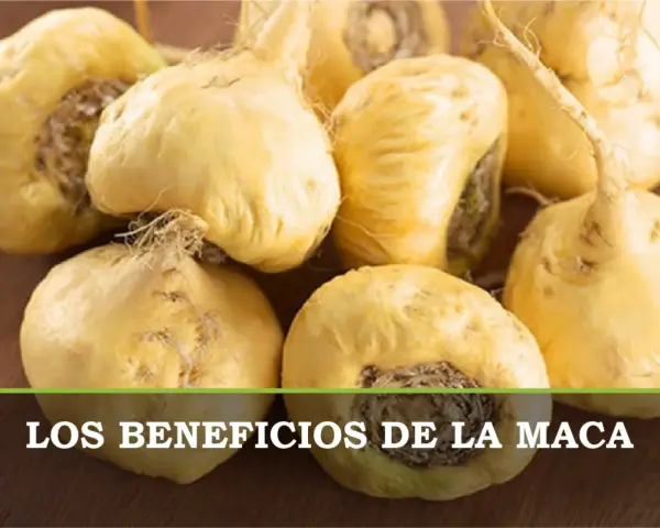 Raíces de maca amarillas, un superalimento natural que puede ayudar con la maca menopausia.