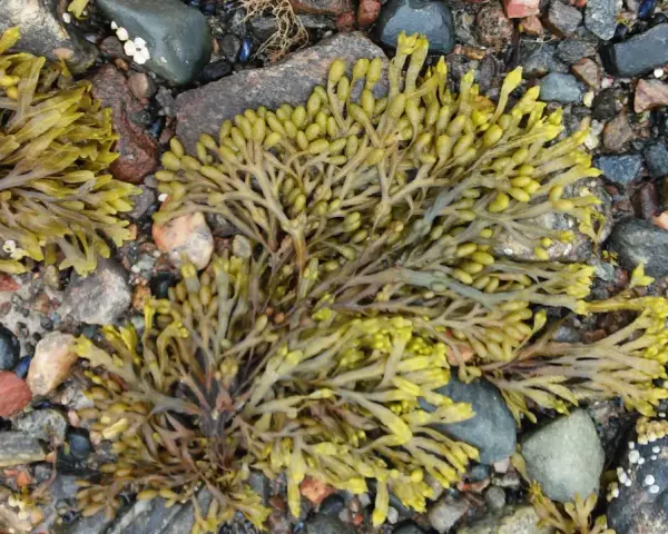 Algas fucus sobre rocas. El fucus para que sirve: es un alga marina rica en nutrientes, usada en alimentación y cosmética.