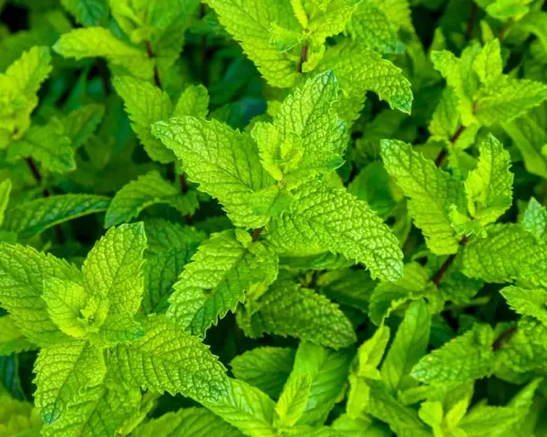 Primer plano de hojas verdes vibrantes, mostrando varios tipos de menta en su exuberante crecimiento.